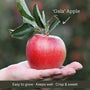 Cordon Apple Tree Trained Fruit Trees