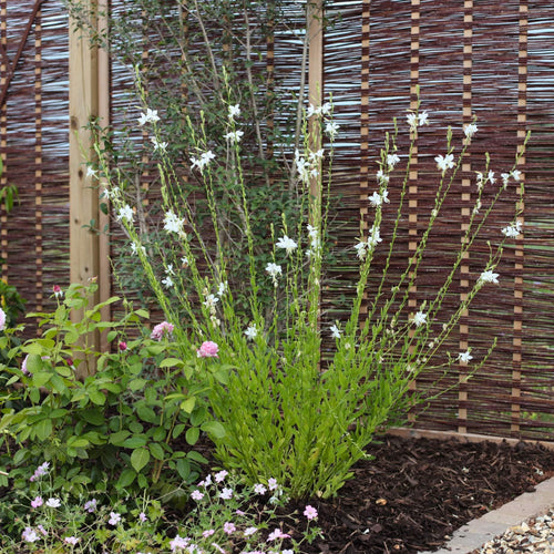 Gaura 'Whirling Butterflies' Perennial Bedding