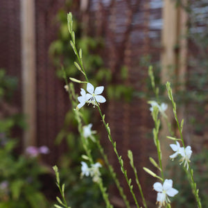 Gaura 'Whirling Butterflies' Perennial Bedding