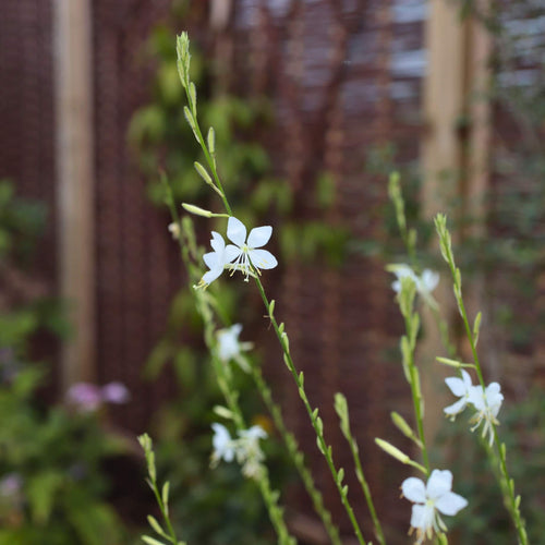 Gaura 'Whirling Butterflies' Perennial Bedding