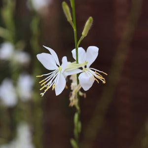 Gaura 'Whirling Butterflies' Perennial Bedding
