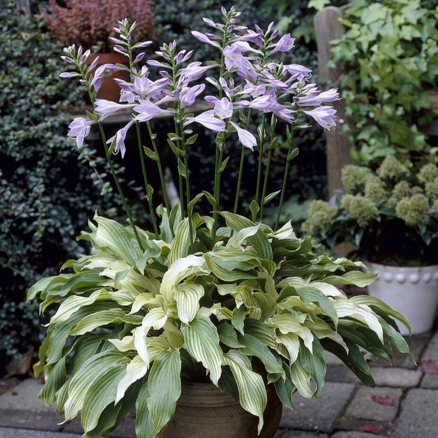 Hosta 'White Feather'