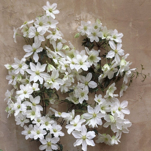 Clematis 'Avalanche' Climbing Plants