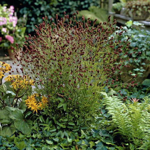 Sanguisorba officinalis 'Red Thunder' Perennial Bedding