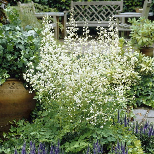 Thalictrum delavayi 'Album' Perennial Bedding