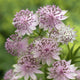 Astrantia 'Buckland' Perennial Bedding