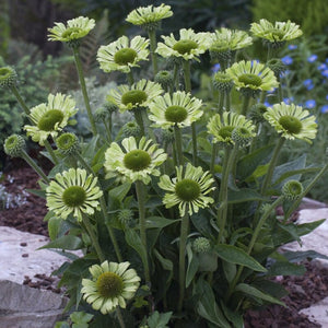 Echinacea 'Green Jewel' Perennial Bedding