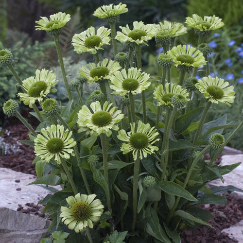 Echinacea 'Green Jewel' Perennial Bedding