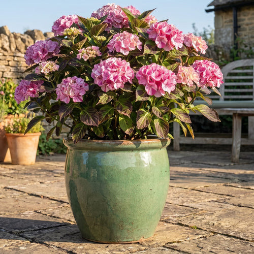 Hydrangea 'Rendez-Vous Confetti Panther' Shrubs
