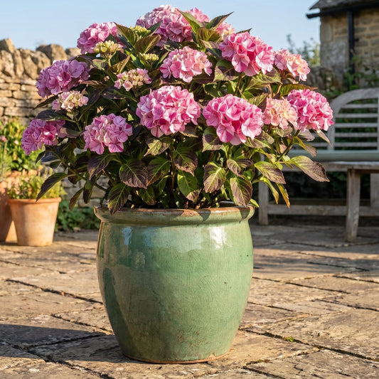 Hydrangea 'Rendez-Vous Confetti Panther' Shrubs