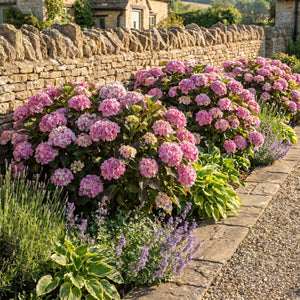 Hydrangea 'Rendez-Vous Confetti Panther' Shrubs