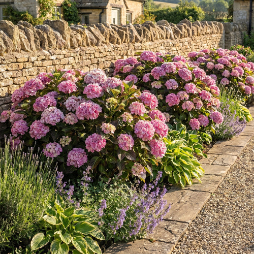 Hydrangea 'Rendez-Vous Confetti Panther' Shrubs