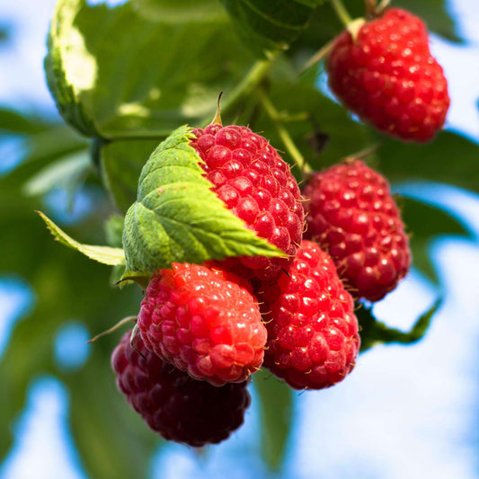 'Glen Mor' Raspberry Plants Soft Fruit