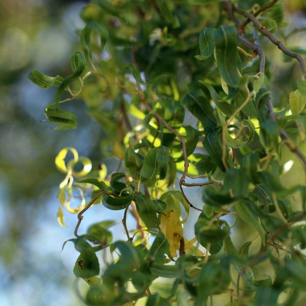 Golden Twisted Willow Tree | Salix 'Golden Curls' Ornamental Trees