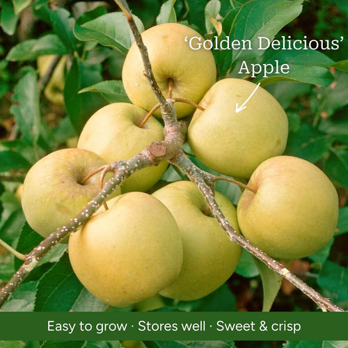 Duo Apple Tree | 'Cox's Orange Pippin' & 'Golden Delicious' Trained Fruit Trees