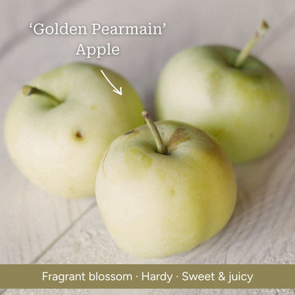 Duo Apple Tree | 'Jonagold' & 'Golden Pearmain' Trained Fruit Trees