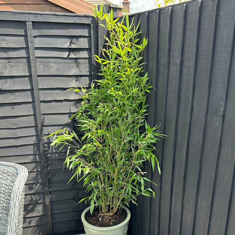 Golden Bamboo | Phyllostachys aurea Shrubs