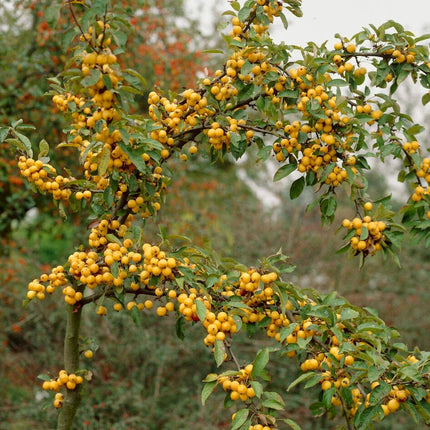 'Golden Hornet' Crabapple Tree Ornamental Trees