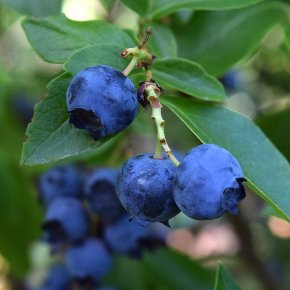 Which Are the Best Blueberry Plants? – Roots Plants