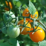 Tomato 'Goldwin' Plant Vegetables