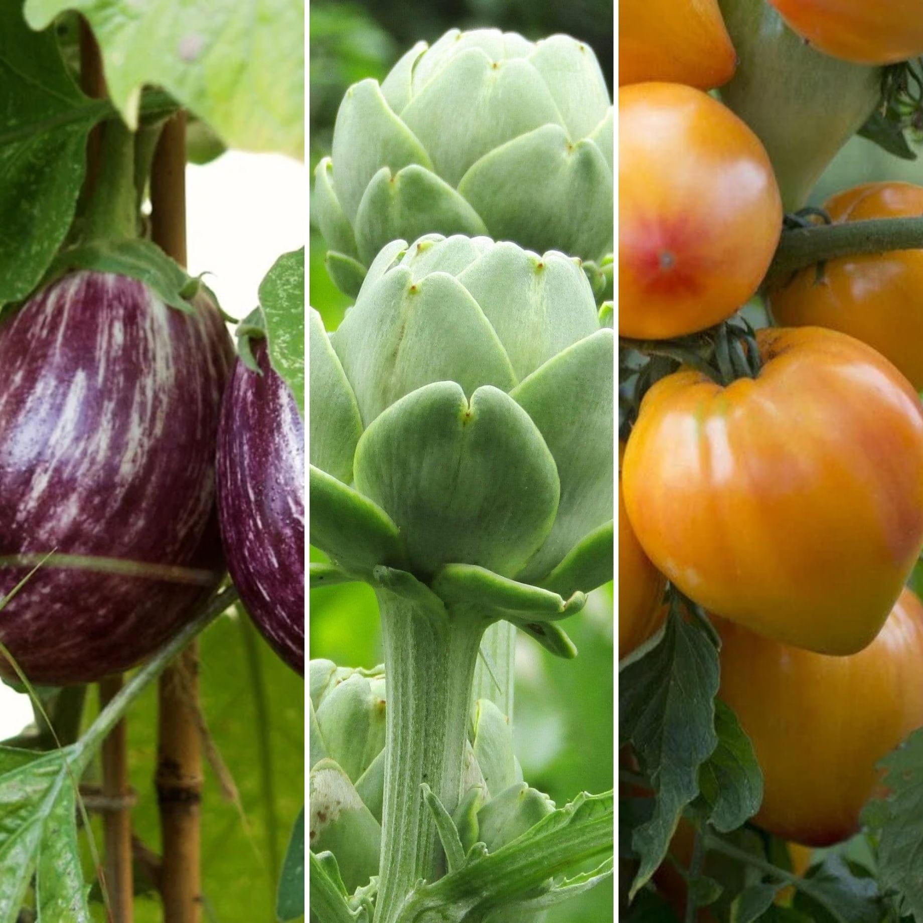 Gourmet Vegetables Collection