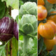 Gourmet Vegetables Collection Vegetables