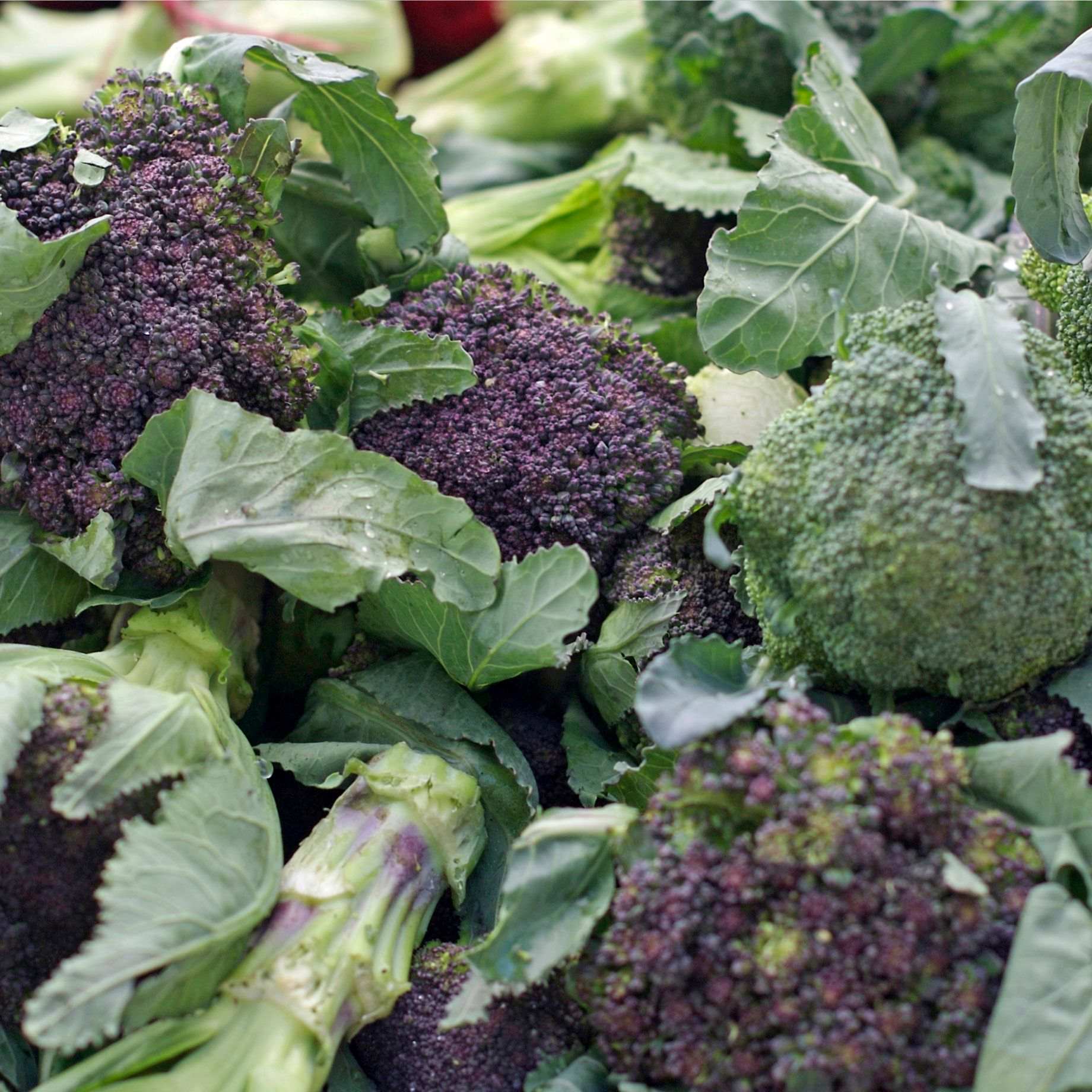 Growing Broccoli: The Complete Guide – Roots Plants