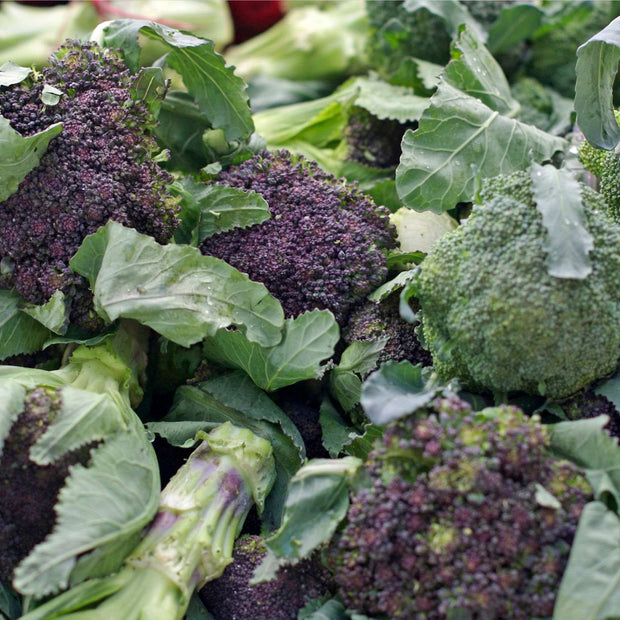 Gourmet Broccoli Plants Collection Vegetables