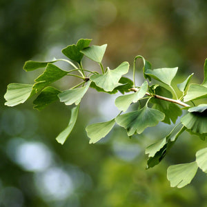 Ginkgo Biloba | Maidenhair Tree Ornamental Trees