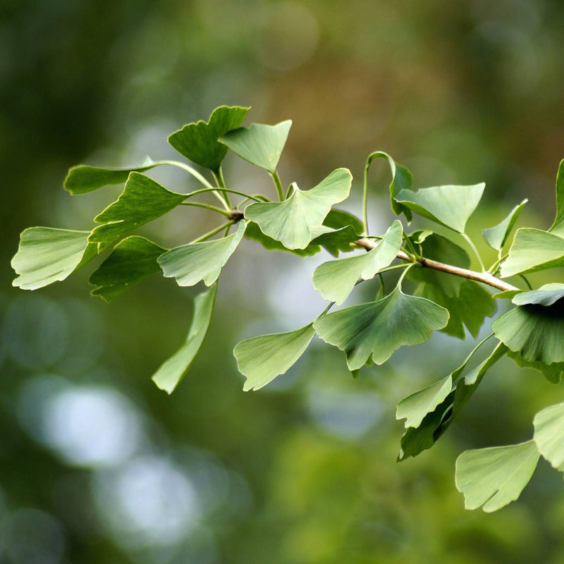 Ginkgo Biloba | Maidenhair Tree Ornamental Trees
