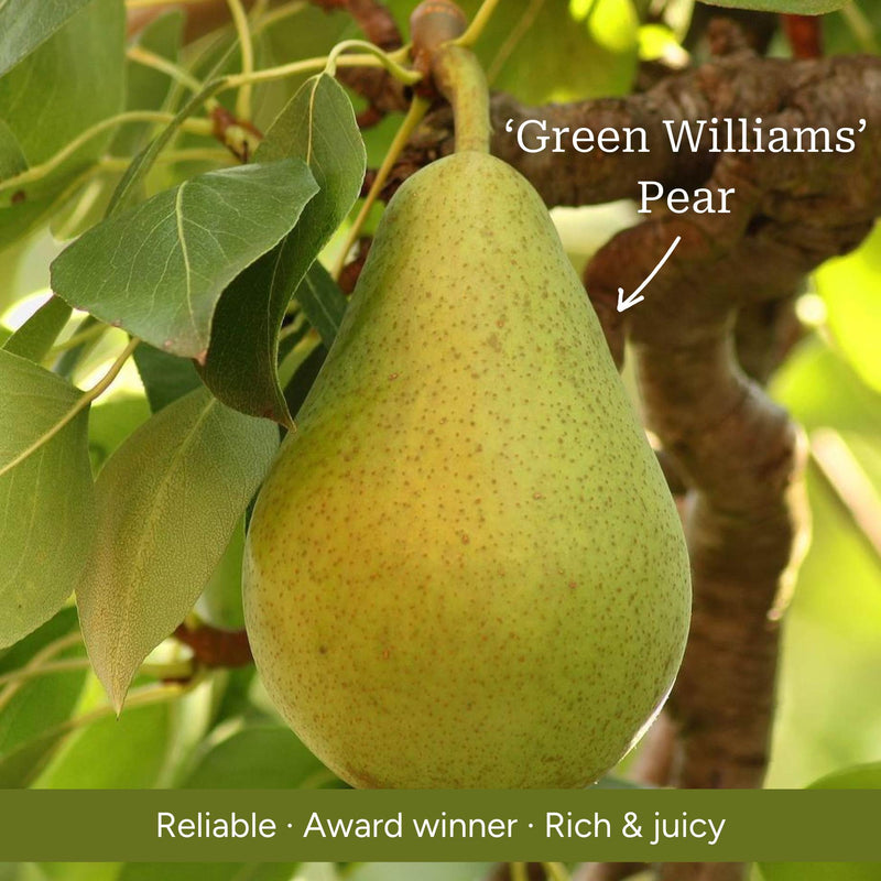 Patio Pear Tree Trained Fruit Trees
