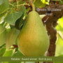Patio Pear Tree Trained Fruit Trees