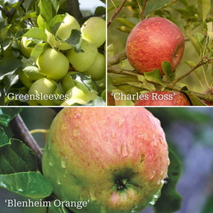 Family Apple Tree Trained Fruit Trees