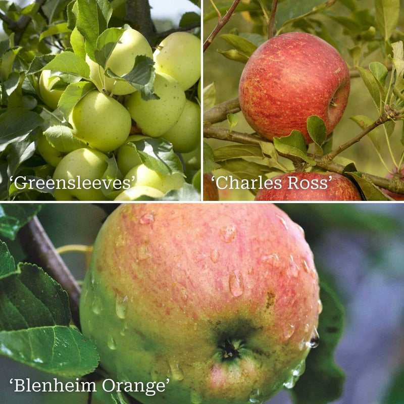 Family Apple Tree Trained Fruit Trees