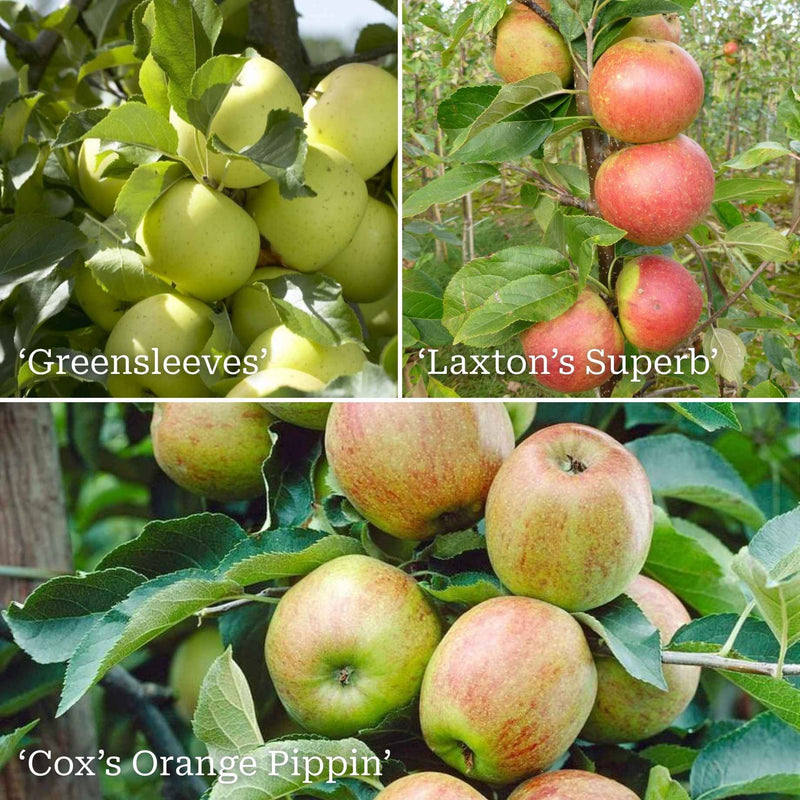 Family Apple Tree Trained Fruit Trees