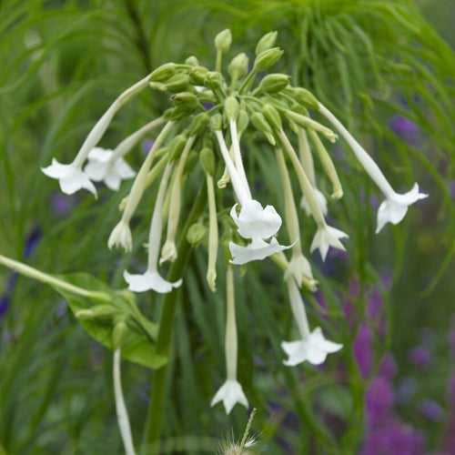 Woodland Tobacco Plant | Nicotiana sylvestris Perennial Bedding