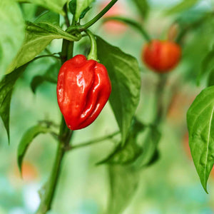 Grafted Chilli Pepper 'Habanero Paper Lantern' Plant Vegetable Plants
