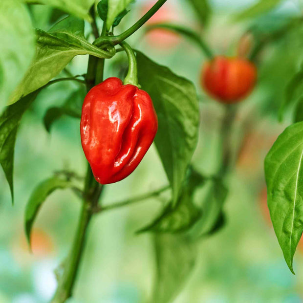 Grafted Chilli Pepper 'Habanero Paper Lantern' Plant Vegetable Plants