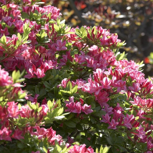 Rhododendron 'Jolie Madame' Shrubs