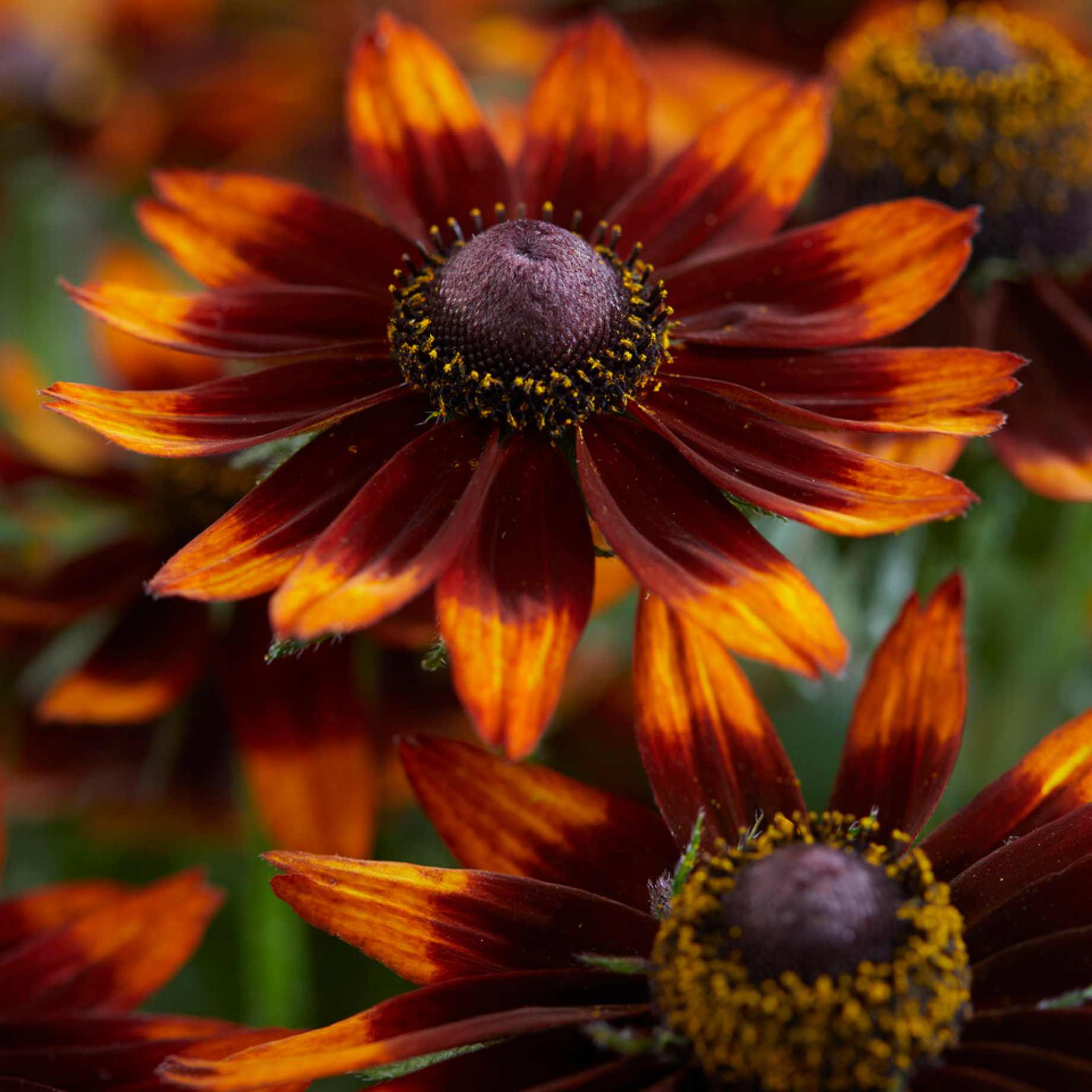 Rudbeckia 'Happy SmileyZ'