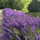 Lavender 'Hidcote Improved' Perennial Bedding