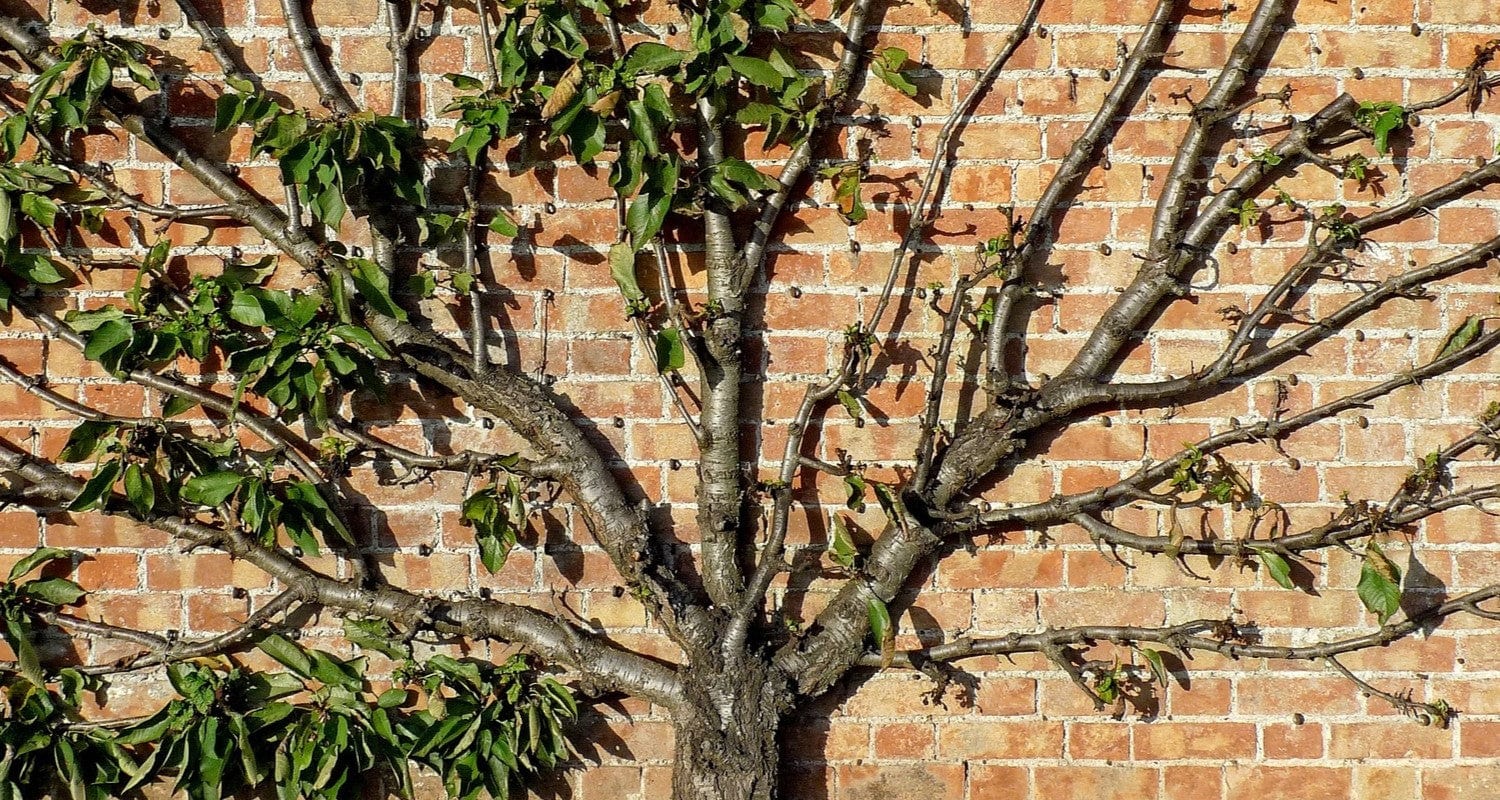 Mastering espalier and fan training