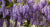 How to Grow Wisteria: Care Tips