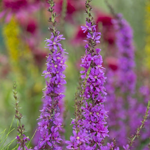 Lythrum virgatum 'Dropmore Purple' Perennial Bedding