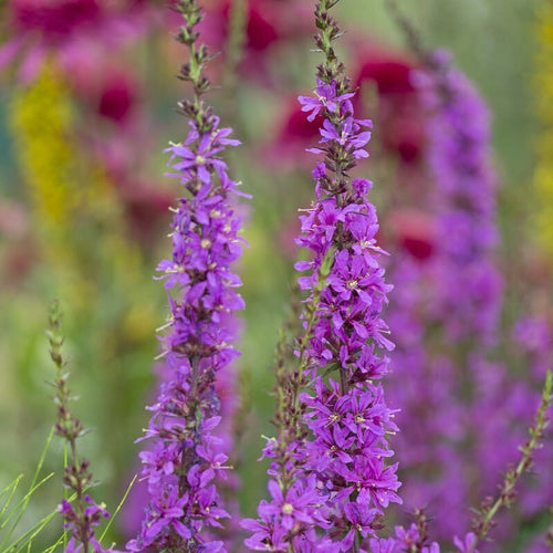 Lythrum virgatum 'Dropmore Purple' Perennial Bedding