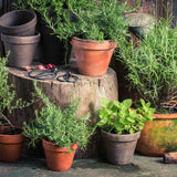 Herb Garden In A Box Vegetable Plants