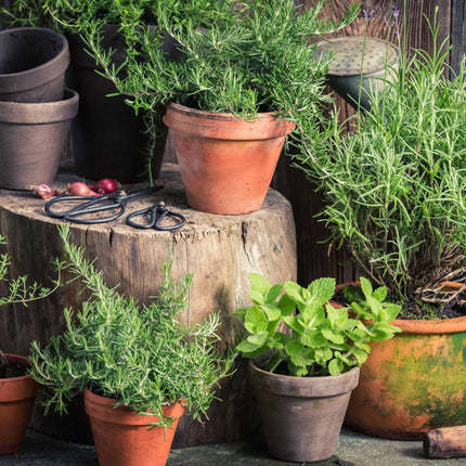 Best Herbs for Pots Vegetable Plants