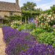 English Lavender 'Hidcote' | Lavandula angustifolia Perennial Bedding