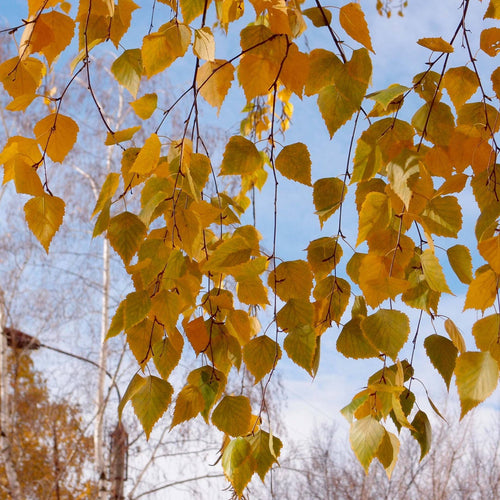 Himalayan Birch Tree | Betula utilis jacquemontii Ornamental Trees