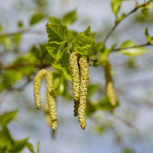 Himalayan Birch Tree | Betula utilis jacquemontii Ornamental Trees